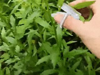 Zahradnické nůžky