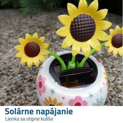 Solární květina - slunečnice