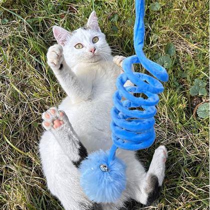 Obrázok z Pružinová hračka pre mačky s loptičkou