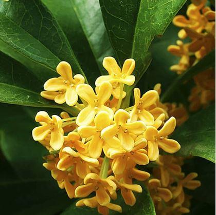 Obrázok z Náhradná náplň do osviežovača auta  - osmanthus