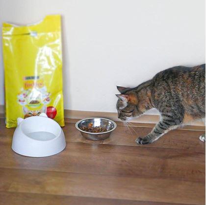Obrázok z Miska pre mačky 2v1