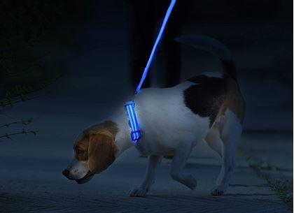 Obrázok z Svietiaci obojok  -  modrý S