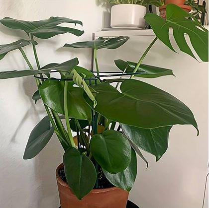 Obrázok z Kovová podpera pre rastliny 2 ks 35 cm