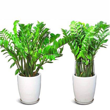 Obrázok z Kovová podpera pre rastliny 2 ks 35 cm