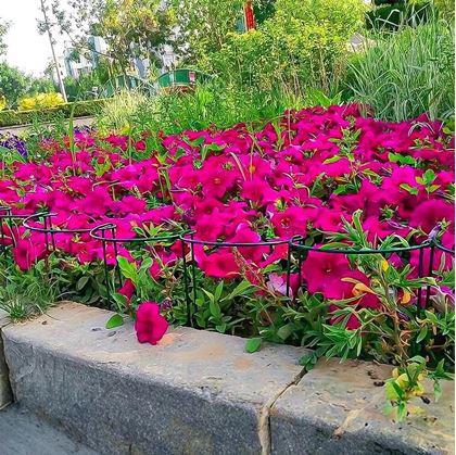 Obrázok z Kovová podpera pre rastliny 2 ks 35 cm