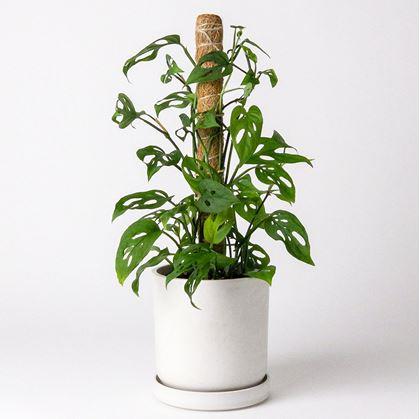 Obrázok z Opora pre popínavé rastliny