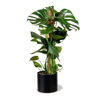 Obrázok z Opora pre popínavé rastliny