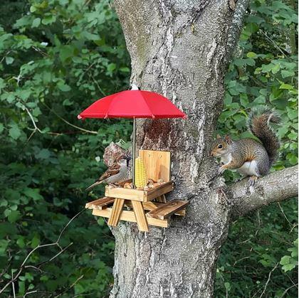 Obrázok z Drevené kŕmidlo