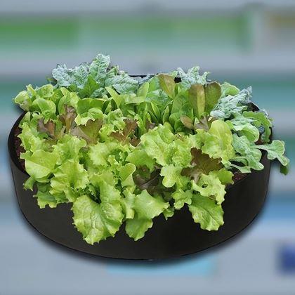 Obrázok z Textilný záhon 50 l, 60 x 20 cm